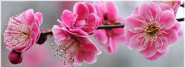 Resultado de imagen de flores hermosas