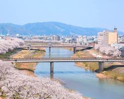 足羽川桜並木の画像