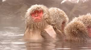 Image result for MONKEYS