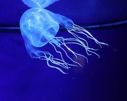 ハブクラゲの画像