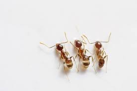 Résultats de recherche d'images pour « photo fourmis »