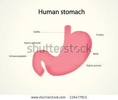 Image result for human stomach