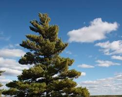 Image of Eastern White Pine tree