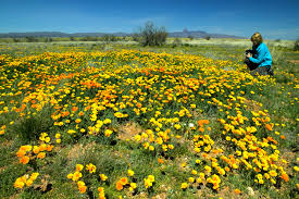 Image result for IMAGES