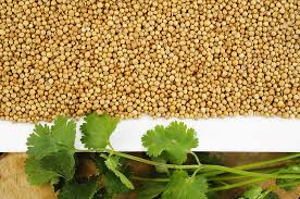 Image result for CORIANDER