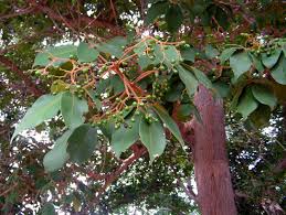 Image result for Vitex fischeri