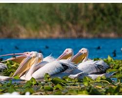 Imagine cu Danube Delta Romania