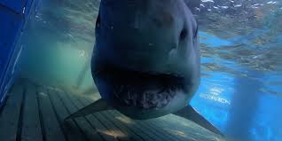 Great White Shark Breton Pings Off Florida in July: Migration Anomaly Sparks Safety Concerns