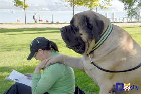 Aww Every morning, a hefty 180-pound dog eagerly welcomes his beloved mail carrier, lavishing her with an abundance of affectionate gestures and kisses, as they partake in their heartwarming daily ritual.