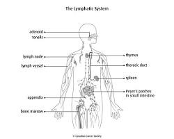 Lymphatic system diagram