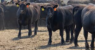 Safra vê momento favorável para a Minerva (BEEF3) com melhora nas margens da carne bovina