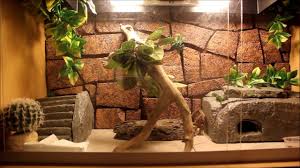 Resultado de imagem para leopard gecko terrarium ideas