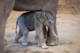 Hello baby! Oregon Zoo elephant Rose-Tu delivers again ...