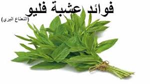 Résultat de recherche d'images pour "‫هل تعرف فوائد فليو‬‎"