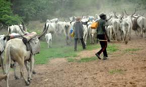 Image result for photo of herdsmen