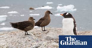 Bird Flu Reaches Antarctic: Unprecedented Catastrophe Strikes the Continent