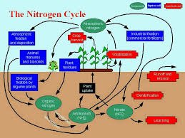 Hasil gambar untuk nitrogen