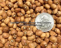 Image of Crowder Pea Cowpea