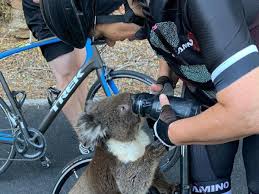 Koala detiene a ciclista y le pide agua en plena ola de calor en Australia