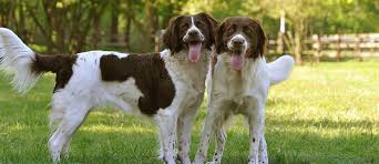 Afbeeldingsresultaat voor Drentse Patrijs