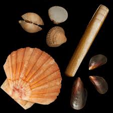 Image result for bivalve