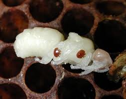 Image result for varroa mite