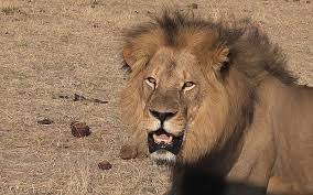 Image result for cecil lion