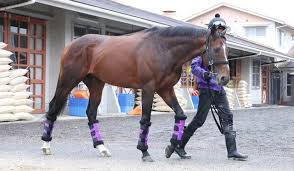 【天皇賞春】スティンガーグラスが回避 友道康夫調教師「歩様が、いつもより力強さに欠ける感じで…」（東スポ競馬）