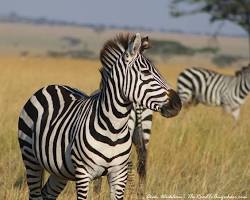 Zebra in Serengeti National Park