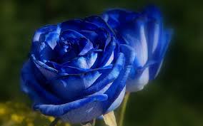 Image result for karangan bunga mawar biru