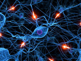 Risultati immagini per neuroscienze