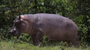 Colombia approves plan to cull roaming hippos linked to Escobar