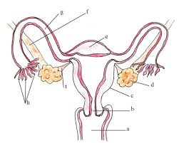 Image result for how to insert male organ into female organ