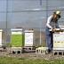 Volunteer keeps busy as a bee in retirement