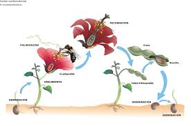 REPRODUCION DE LAS PLANTAS