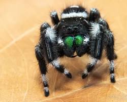 Image of Daring Jumping Spider