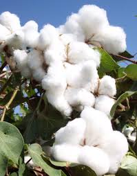 Image result for cotton