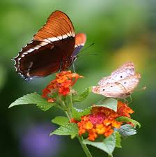 Resultado de imagem para abelha na flor e borboleta