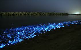 Resultado de imagen de ANIMALES MARINOS DE LUZ