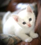 Bildergebnis für süßes weißes katzenbaby