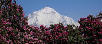 Image result for rhododendron in nepal