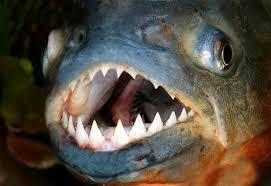 Resultado de imagen de Piraña: el pez del mal Piraña: el pez del mal