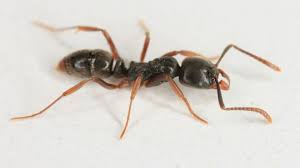 Asian Needle Ants: Invasive Species Spreading Across the US - Imagen ilustrativa del artículo