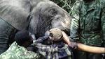 Gabon fights elephant poachers with