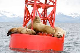 Image result for buoy