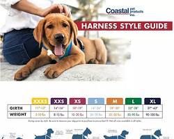 person choosing a harness for their dogの画像