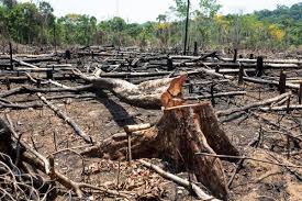 Alertas de desmatamento aumentam no Acre e reforçam preocupação ambiental