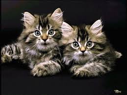 Résultat de recherche d'images pour "images gif février"