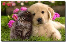 Resultado de imagem para cachorrinhos e gatinhos