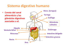 Resultado de imagen de aparato digestivo humano